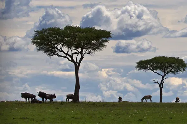 Kenya-banner6.webp