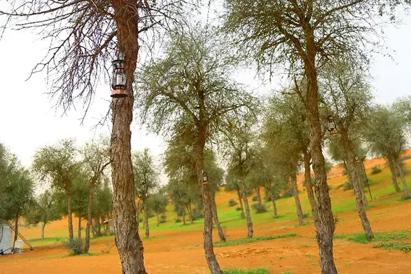 ras-al-khaimah-desert-activities-banner.webp